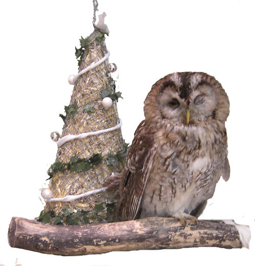 Weihnachtseule_Graf_a